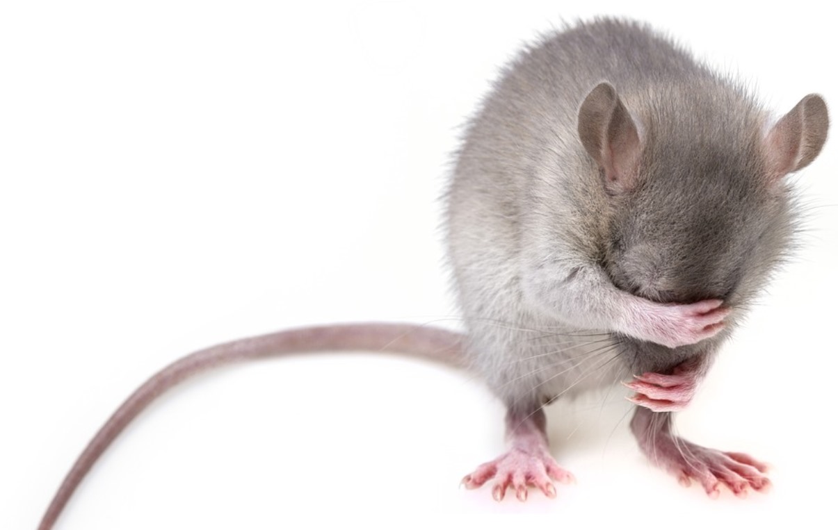 topo al grande fratello