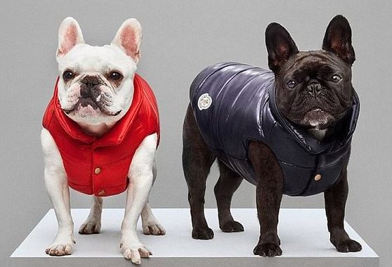 moncler e poldo dog