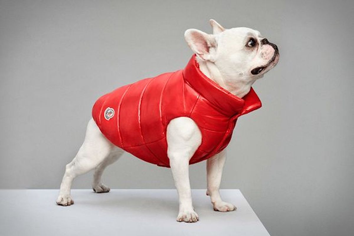 moncler poldo dog