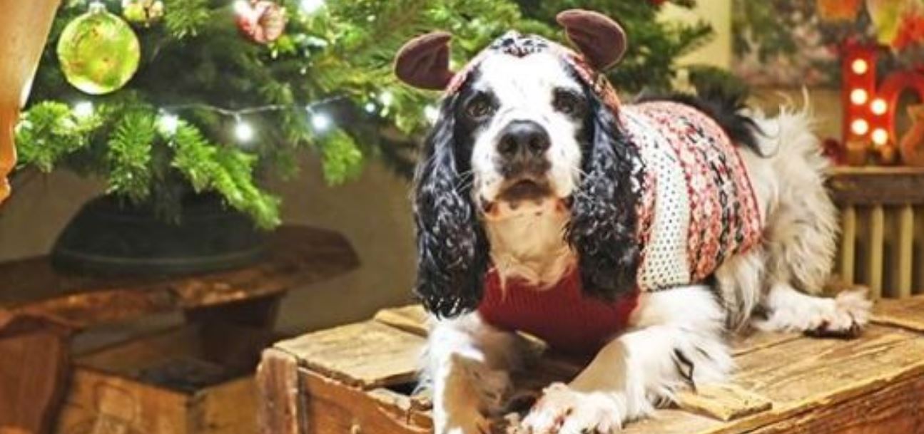 maglioni natalizi cane