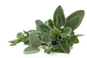 salvia propriet&agrave;