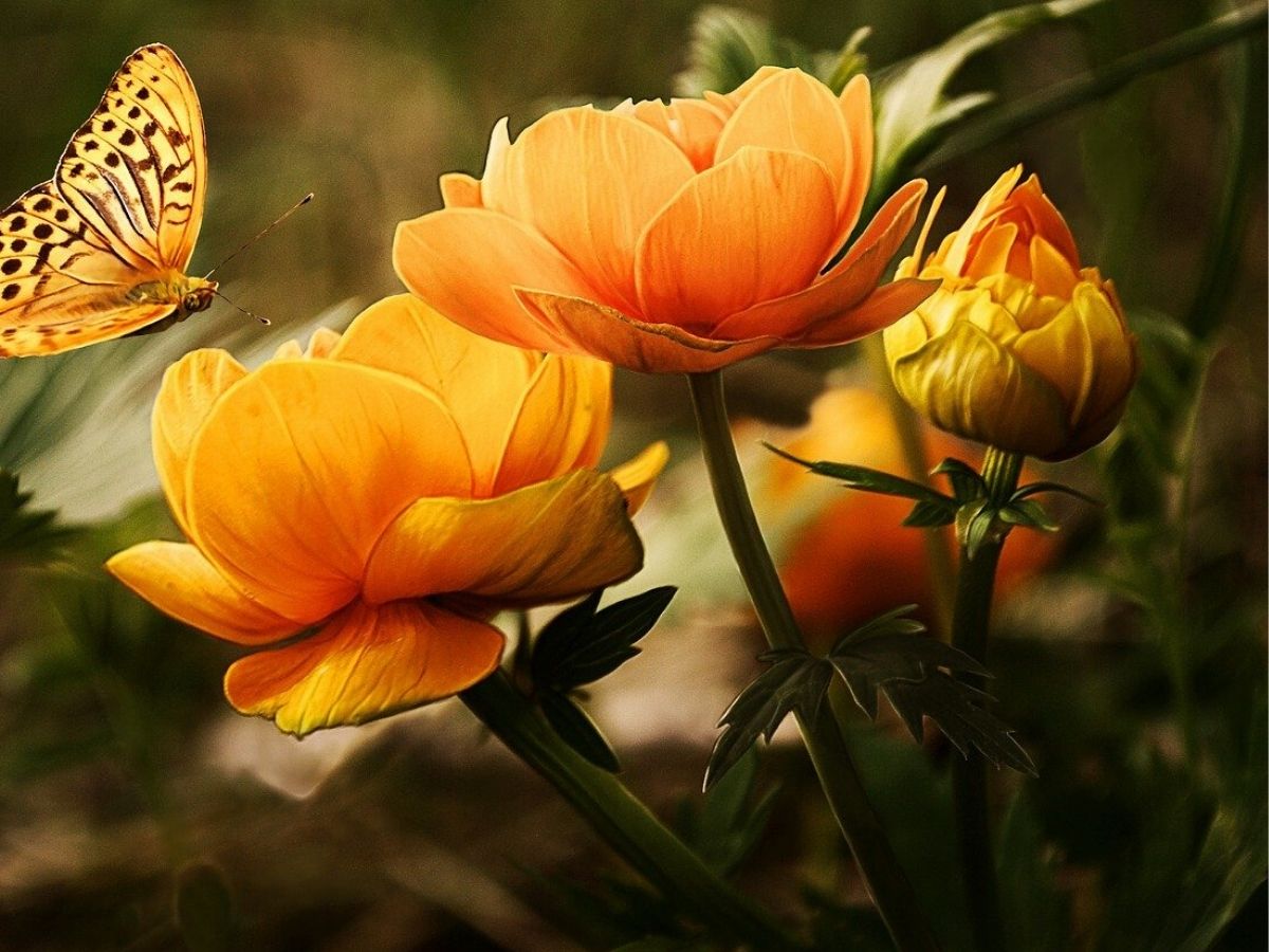 Significato dei fiori