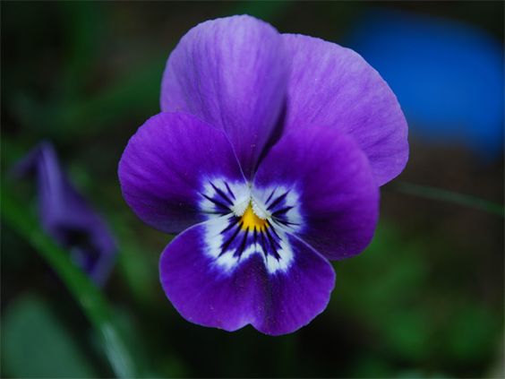 viola
