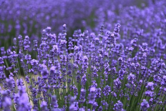 Lavanda - come migliorare l'umore