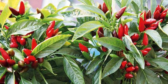 Peperoncino - come migliorare l'umore