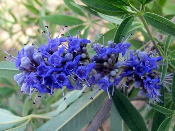 menopausa rimedi naturali vampate di calore