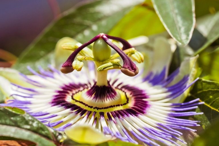 passiflora