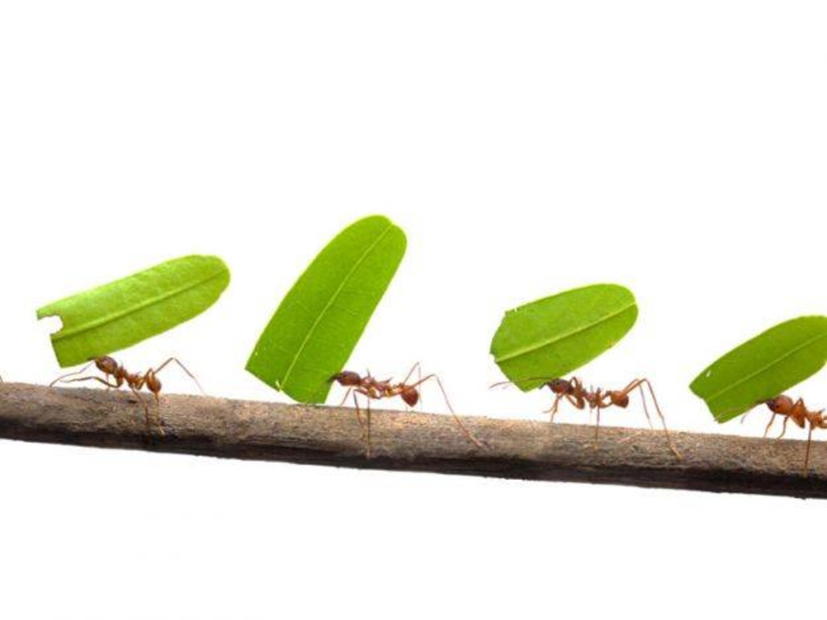 come allontanare gli insetti