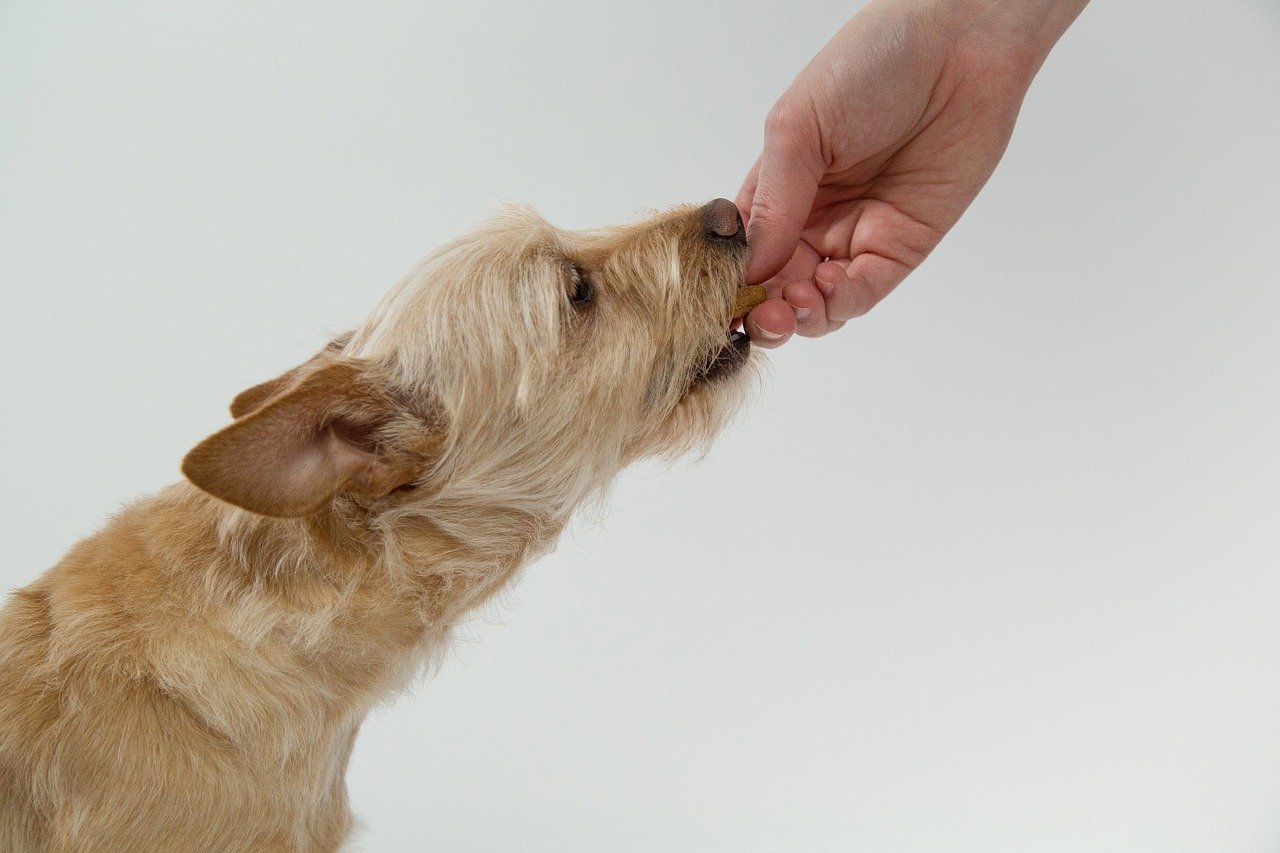 alimenti che i cani non possono assolutamente mangiare