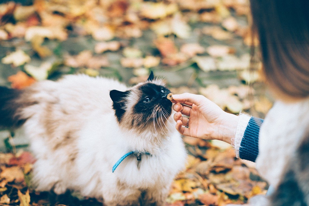 Alimenti che i gatti non possono assolutamente mangiare