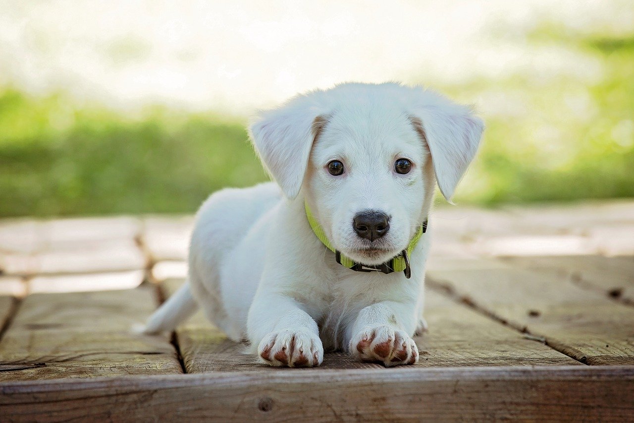 Cani, significato comportamenti