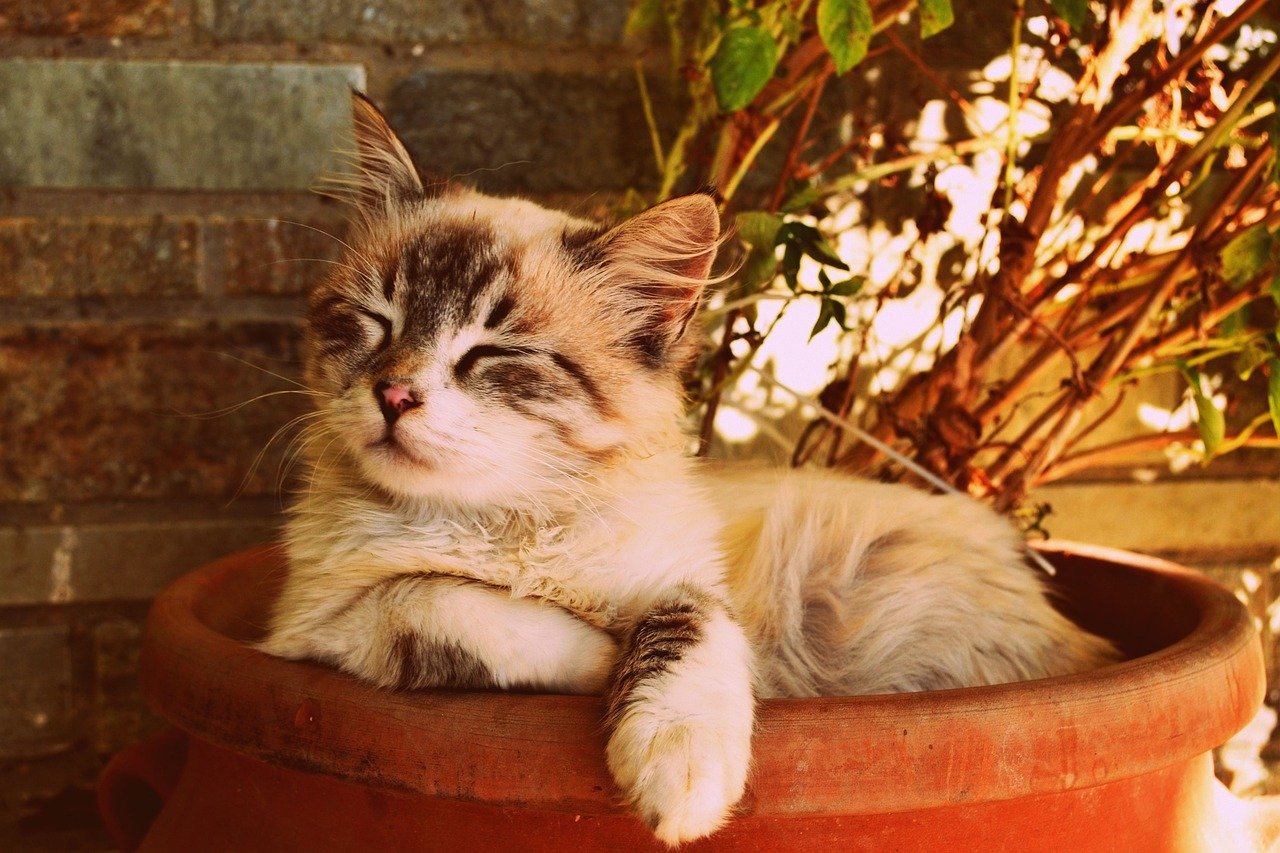 Gatti significato comportamenti