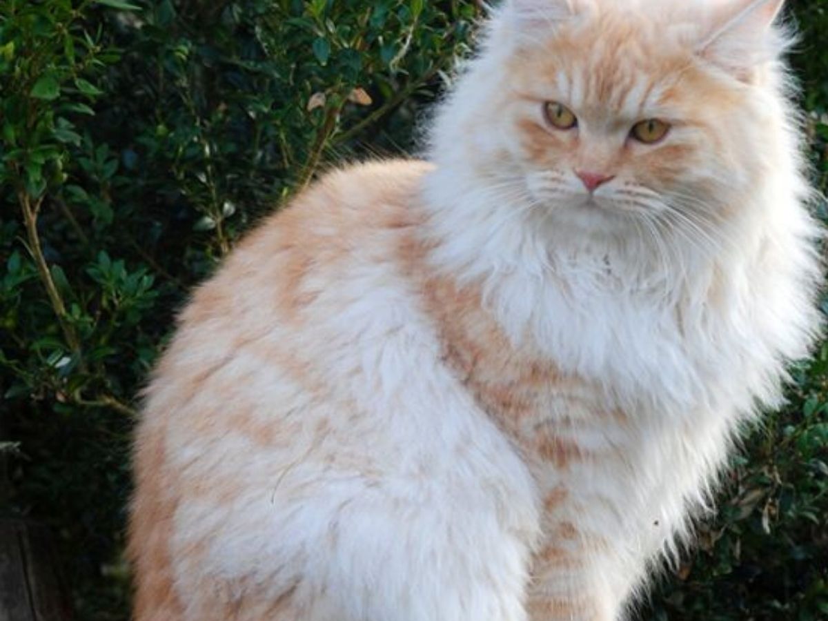 gatto con il caldo