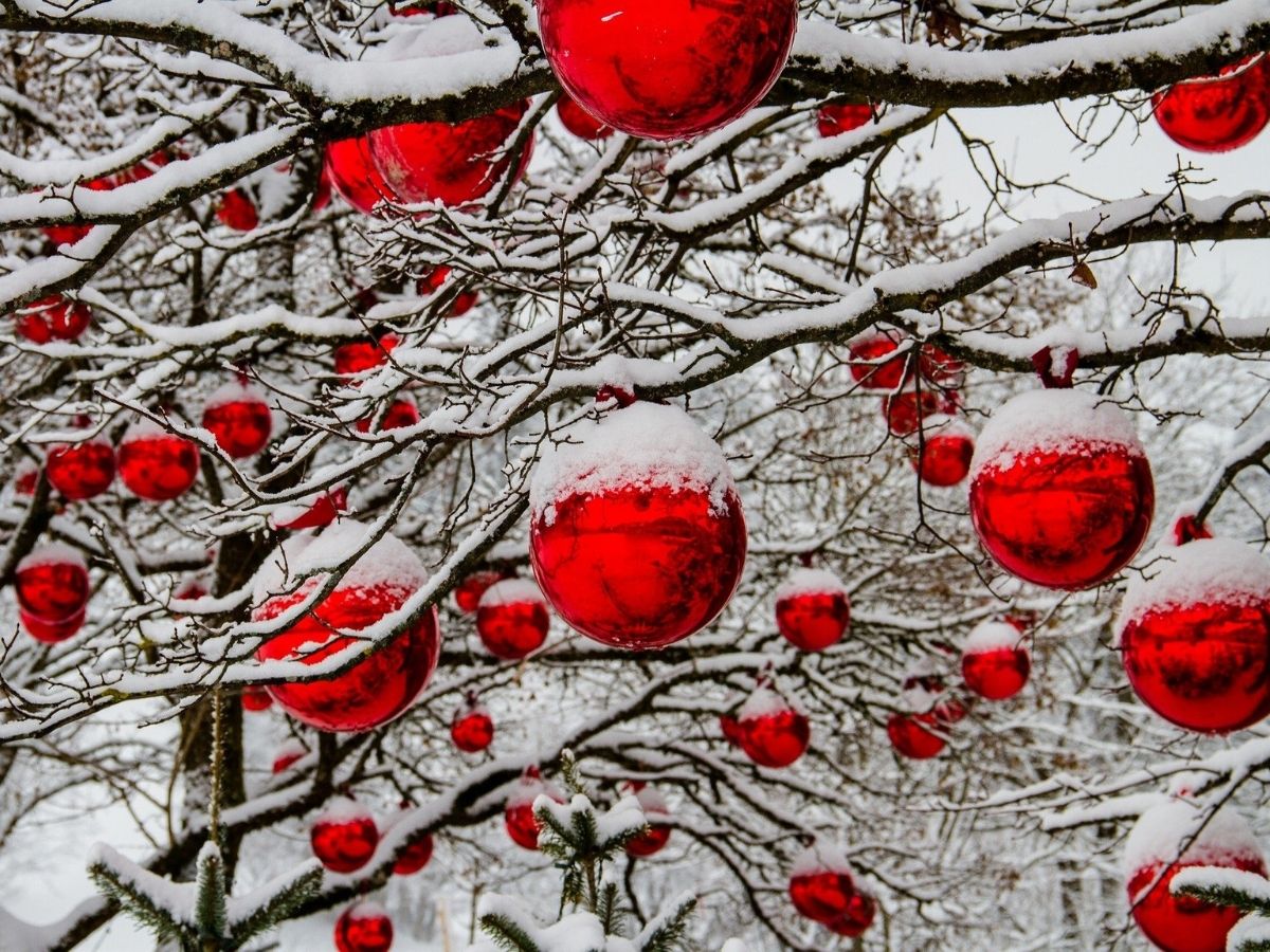 albero di natale ecosostenibile