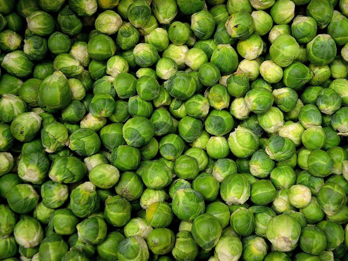 dieta con i cavolini di bruxelles