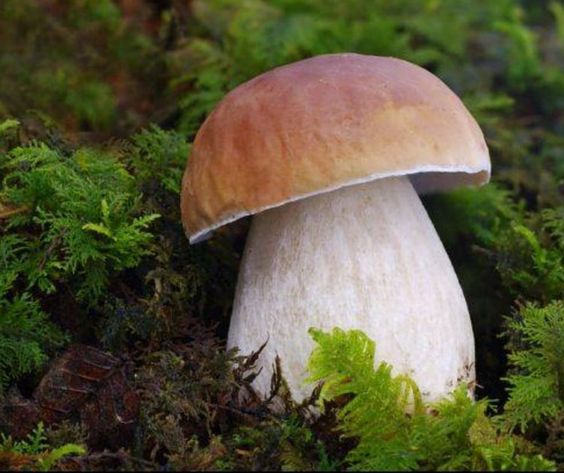 Come rafforzare il sistema immunitario in modo naturale