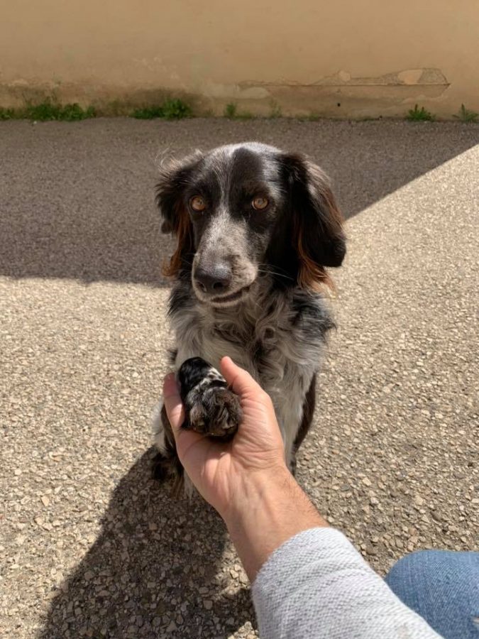 jacopo cullin chi &egrave;