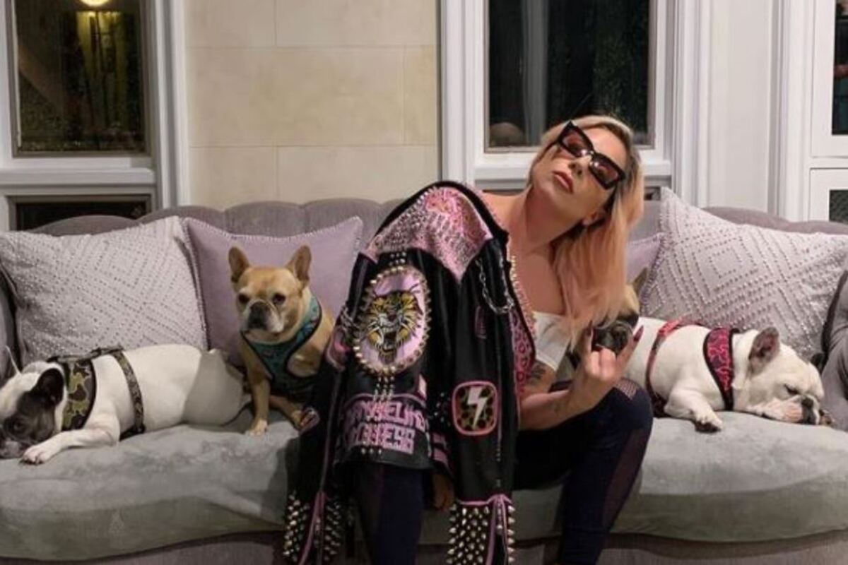 lady gaga cani rapiti