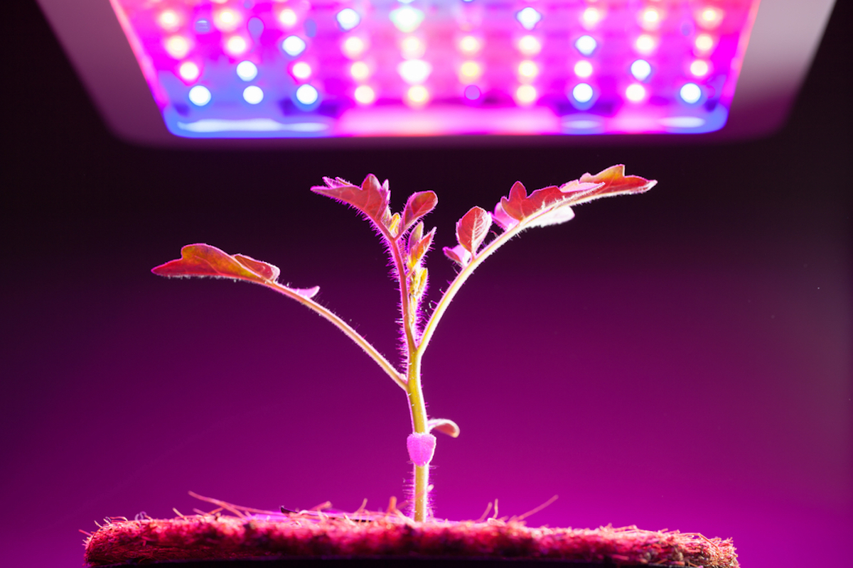 vantaggi led per coltivazione indoor