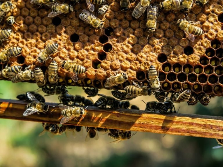 come adottare un alveare