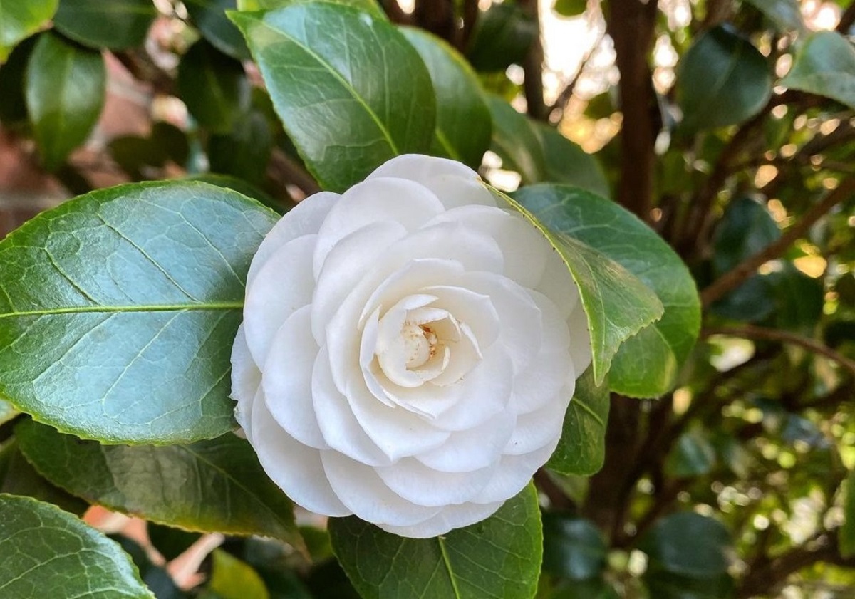 fattoria camelie chanel