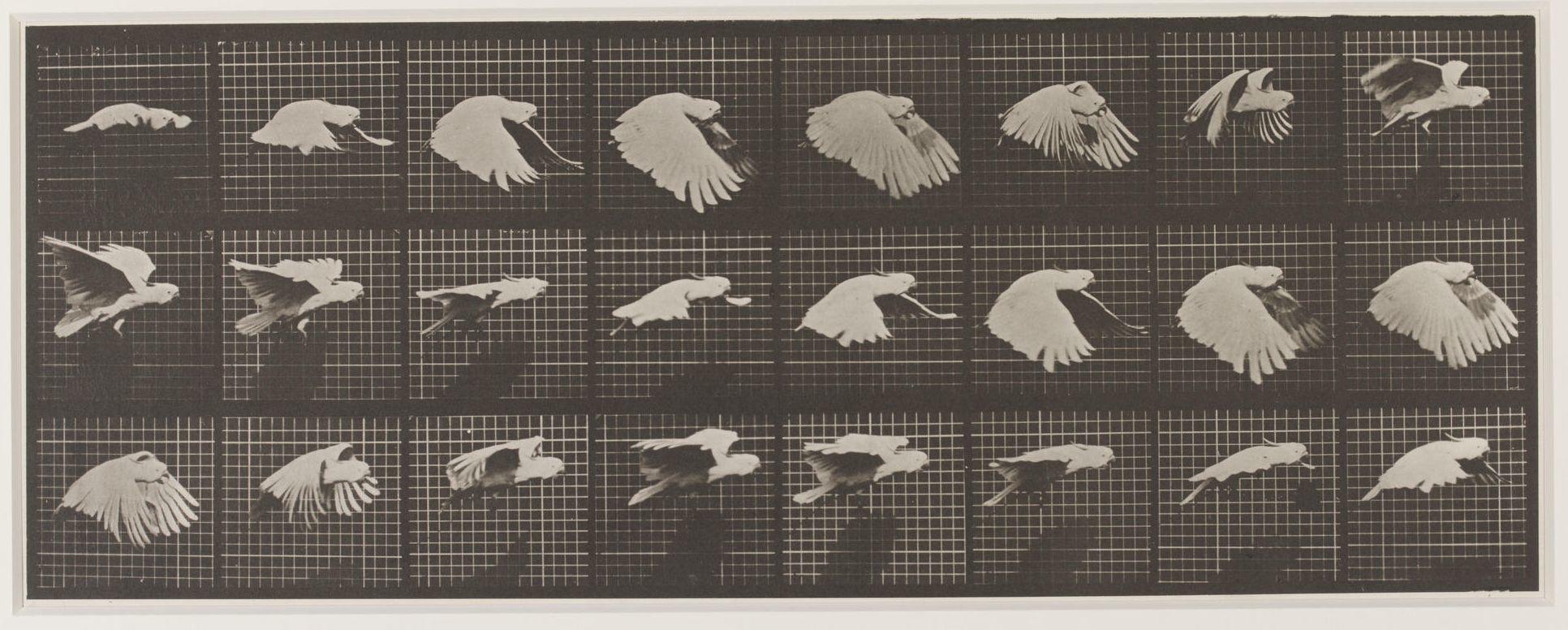 Chi era Eadweard Muybridge