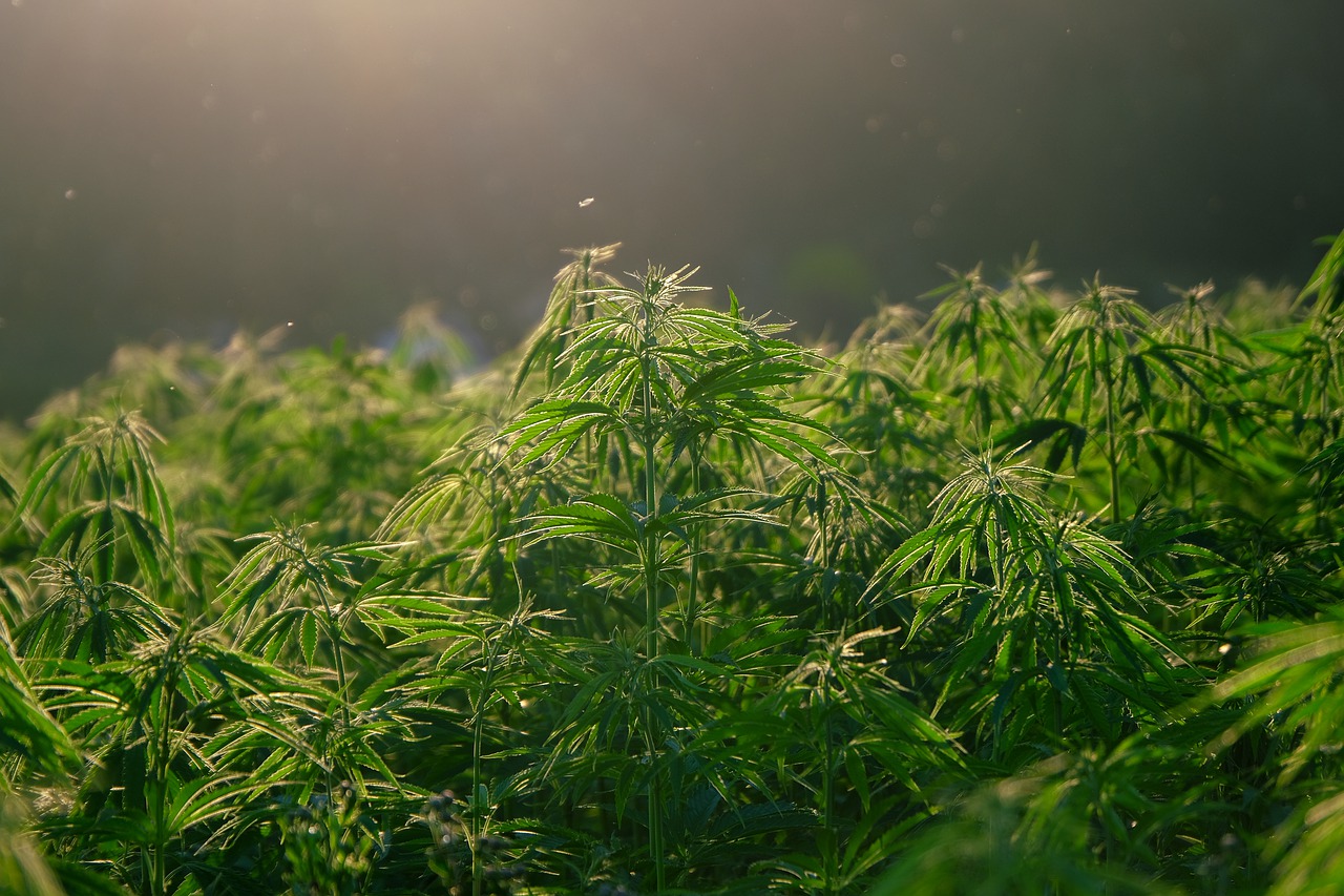 come usare la cannabis light