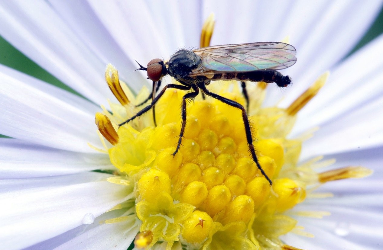 Rimedi naturali contro le zanzare
