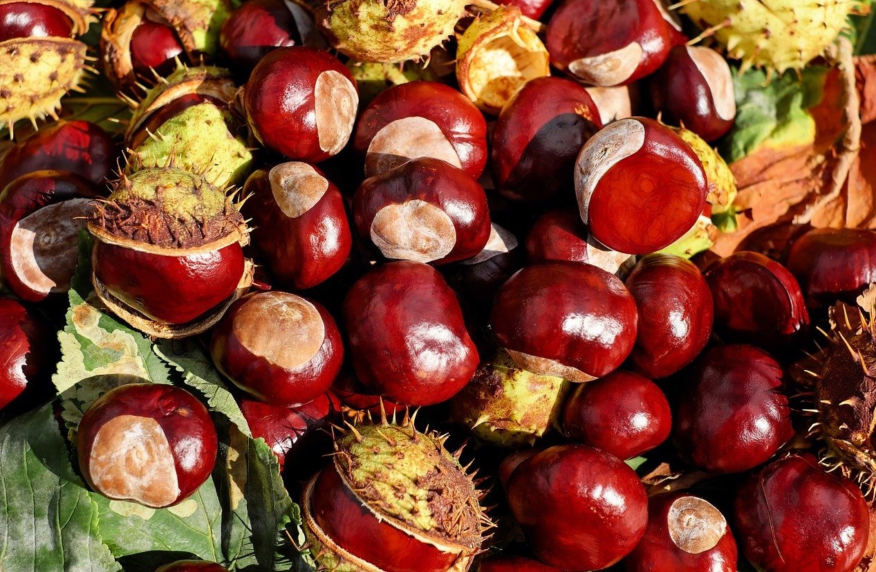 trattamenti spa con frutti della stagione