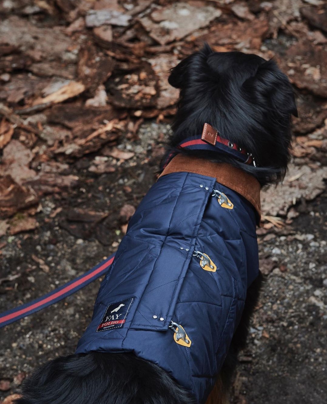 vestiti accessori cani gatti