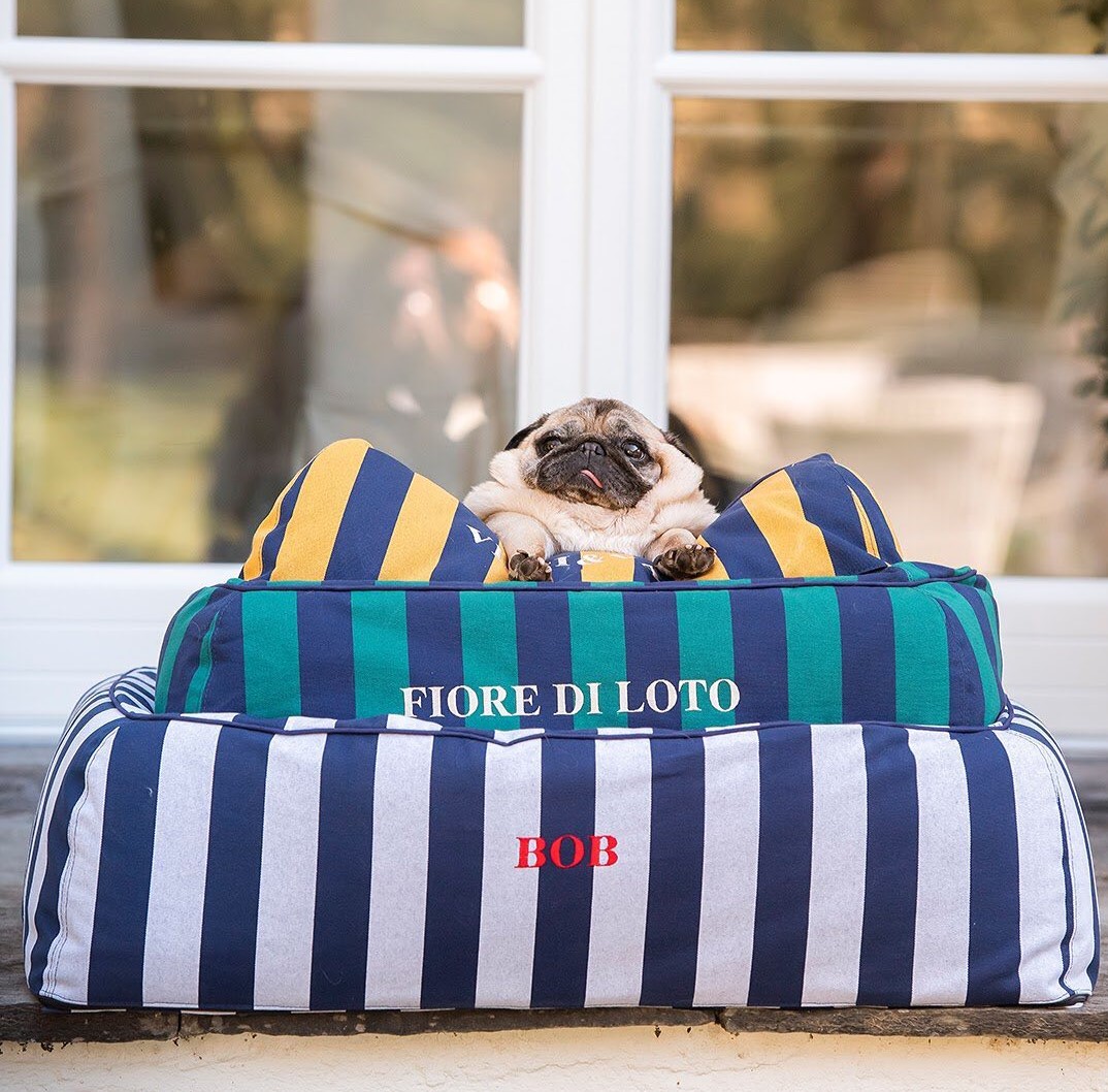 vestiti accessori cani gatti