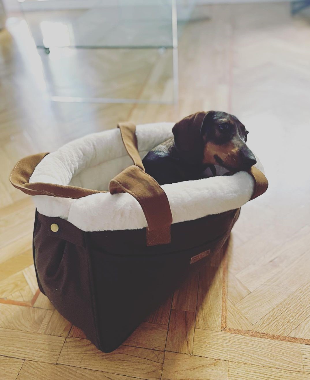 vestiti accessori cani gatti