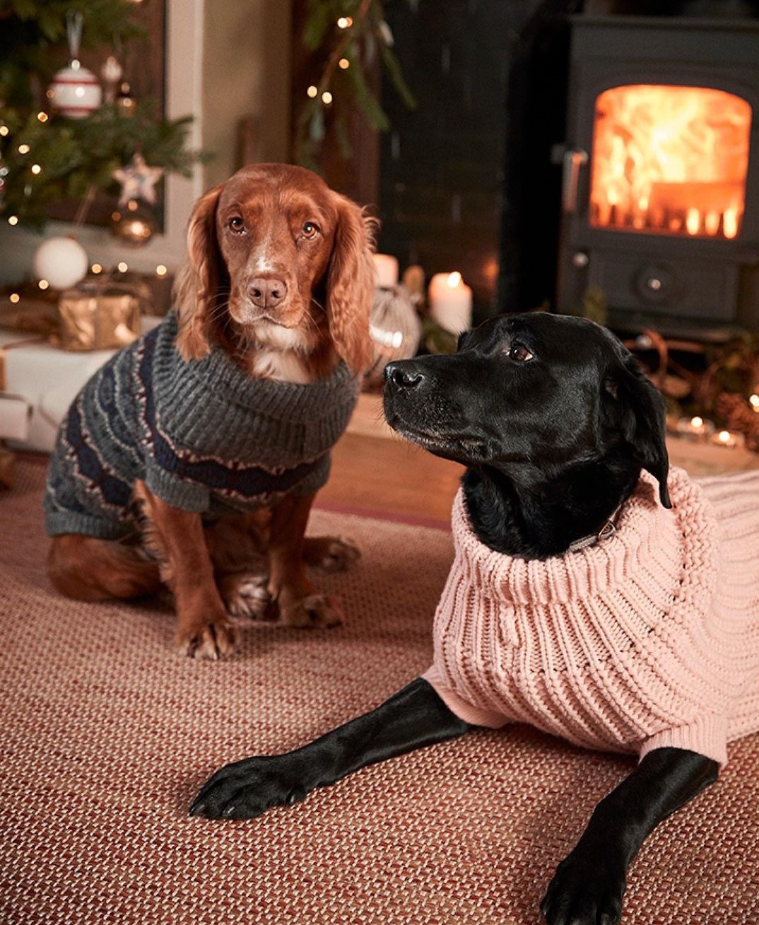 vestiti accessori cani gatti