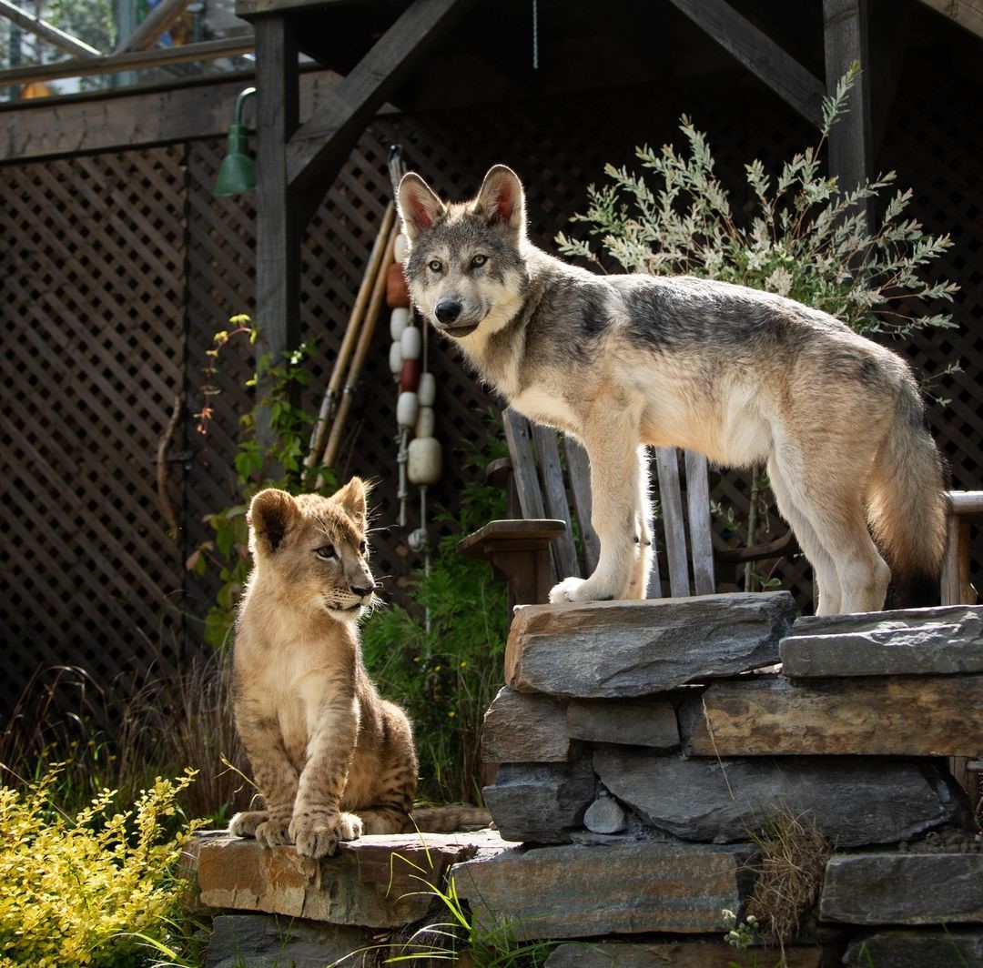 il lupo e il leone film