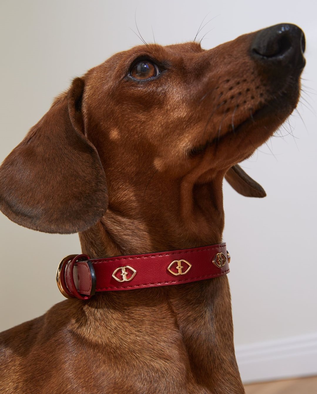 san valentino motivi cane