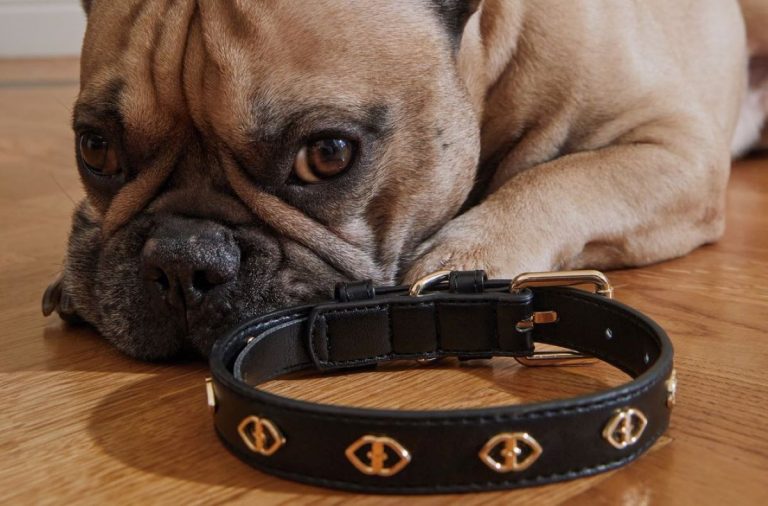 san valentino motivi cane