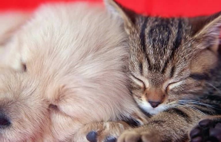 Lo stato di New York vuole vietare la vendita di cani e gatti nei negozi