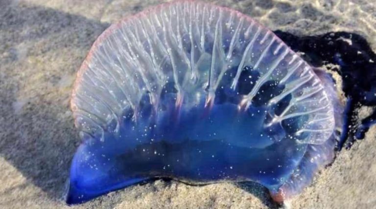 Caravella portoghese