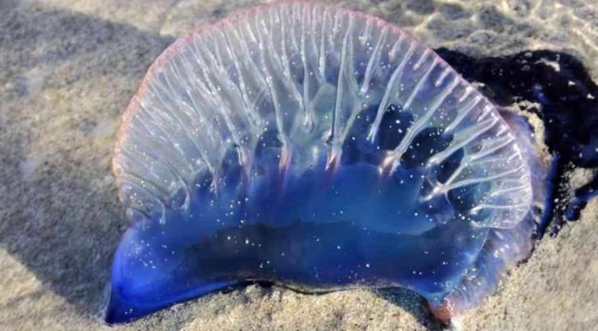 Caravella portoghese