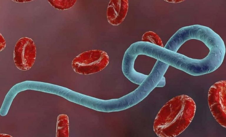 Il patogeno della Crimea-Congo al microscopio in mezzo ai globuli rossi