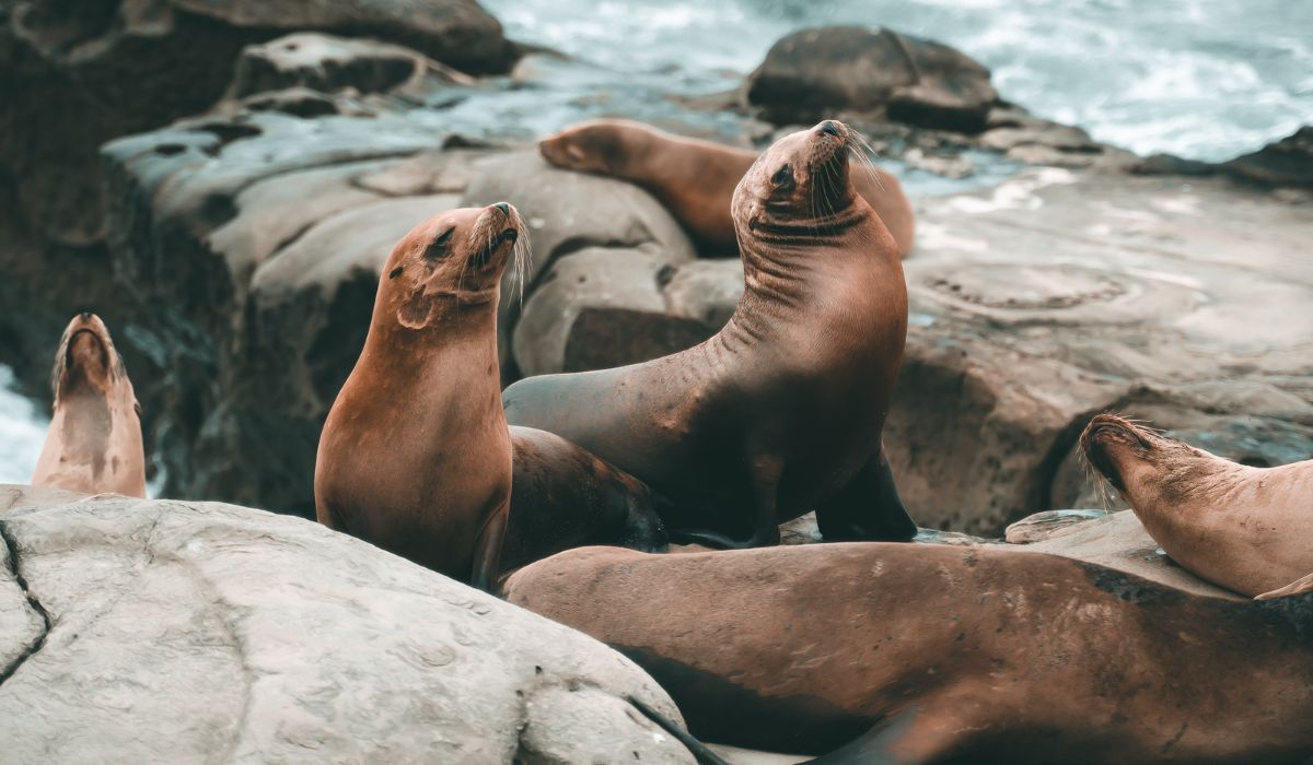 Aviaria nelle foche del Maine