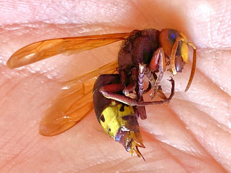 Vespa Orientalis a Roma