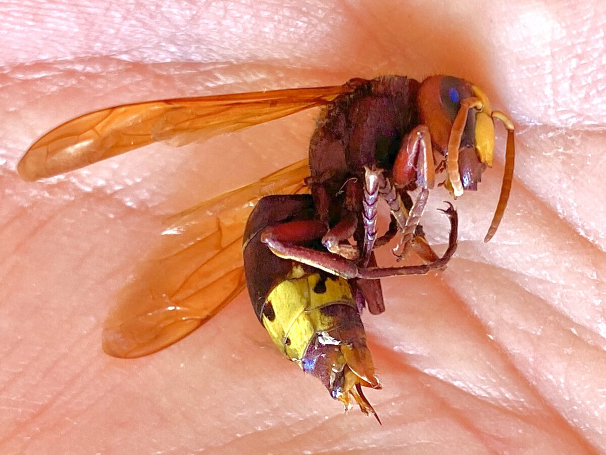 Vespa Orientalis a Roma