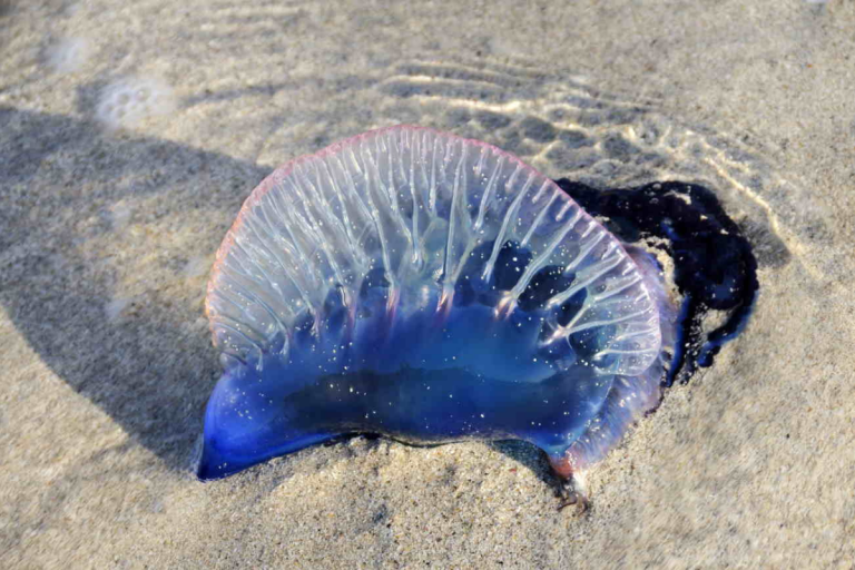 caravella portoghese