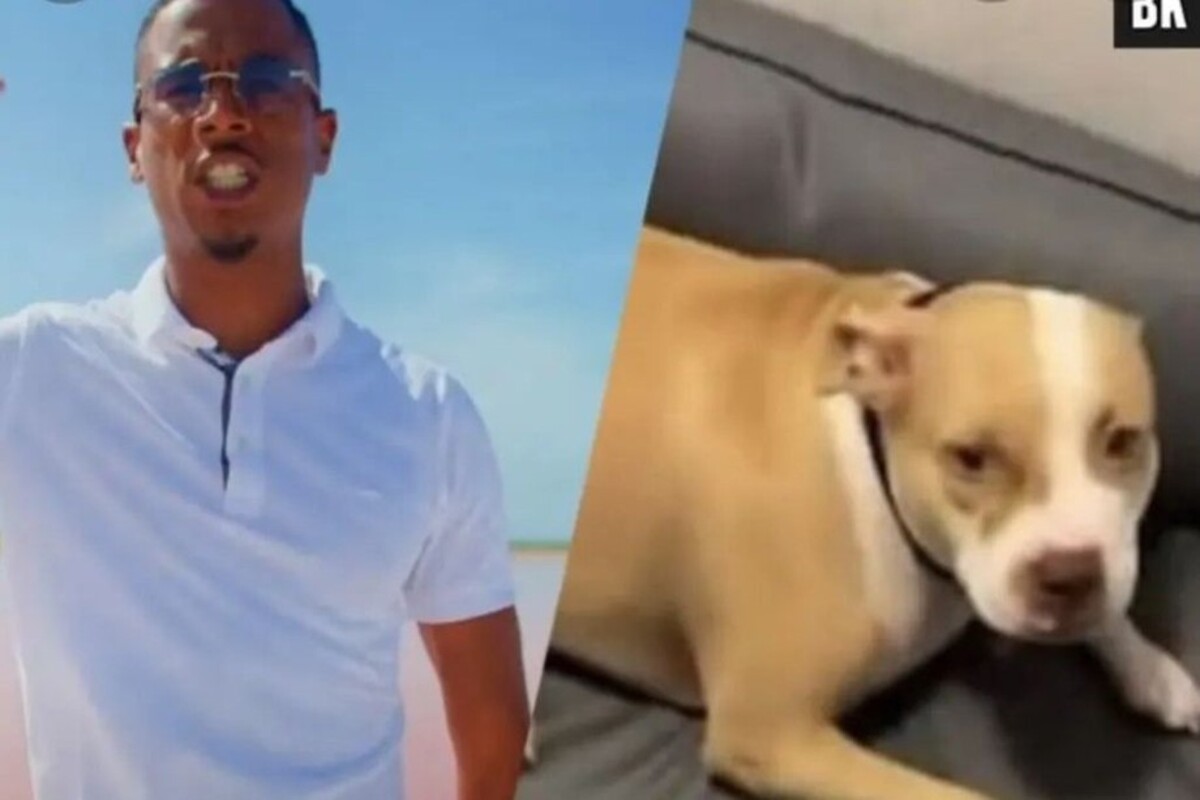 Timal calci cane