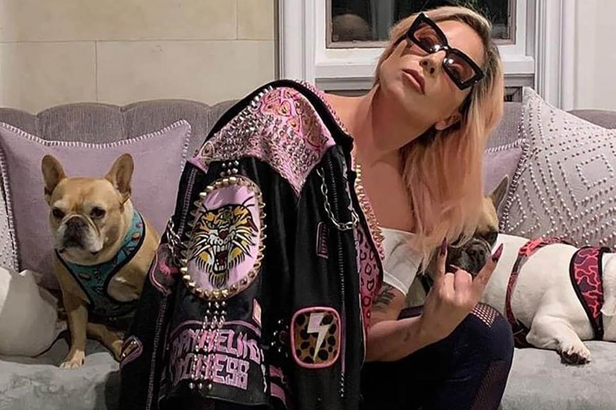 Lady Gaga cani rubati