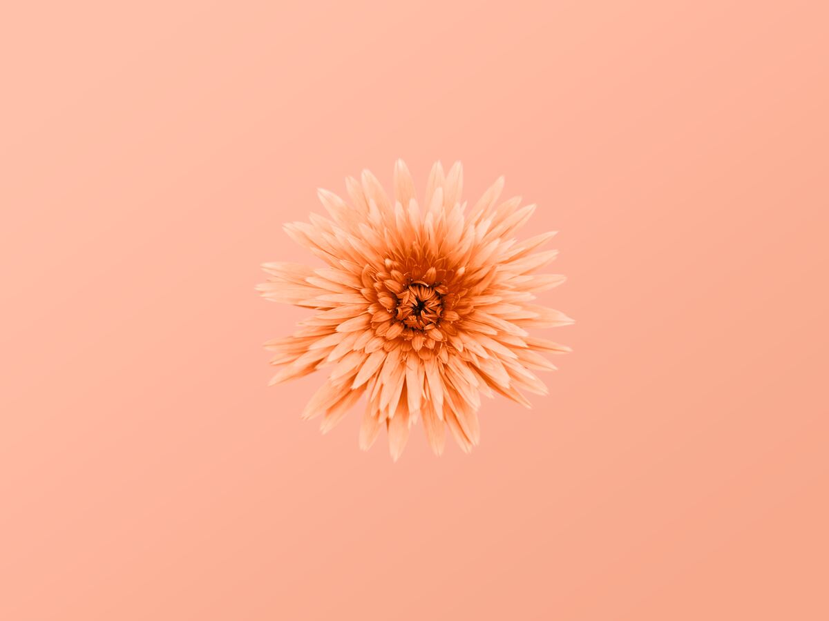 Peach Fuzz: come indossare il colore Pantone 2024 secondo l'armocromia