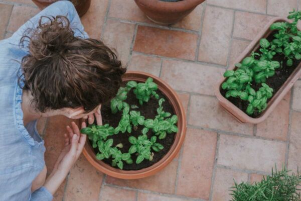 Come coltivare le aromatiche sul balcone: la guida pratica