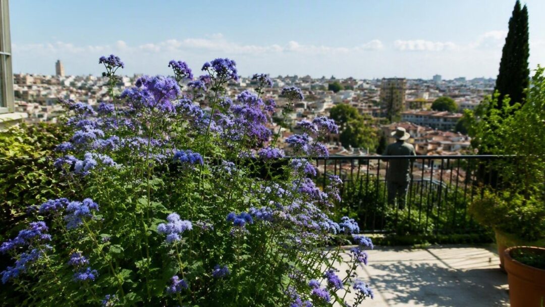 Come coltivare l'ageratum sul balcone: consigli pratici per l'estate