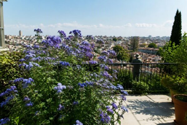 Come coltivare l'ageratum sul balcone: consigli pratici per l'estate